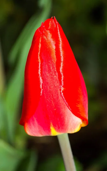 Güzel Laleler Çiçek Yaprakları Flora — Stok fotoğraf