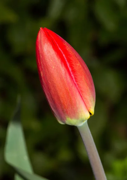 Весенние Тюльпаны Лепестки Цветов Флора — стоковое фото
