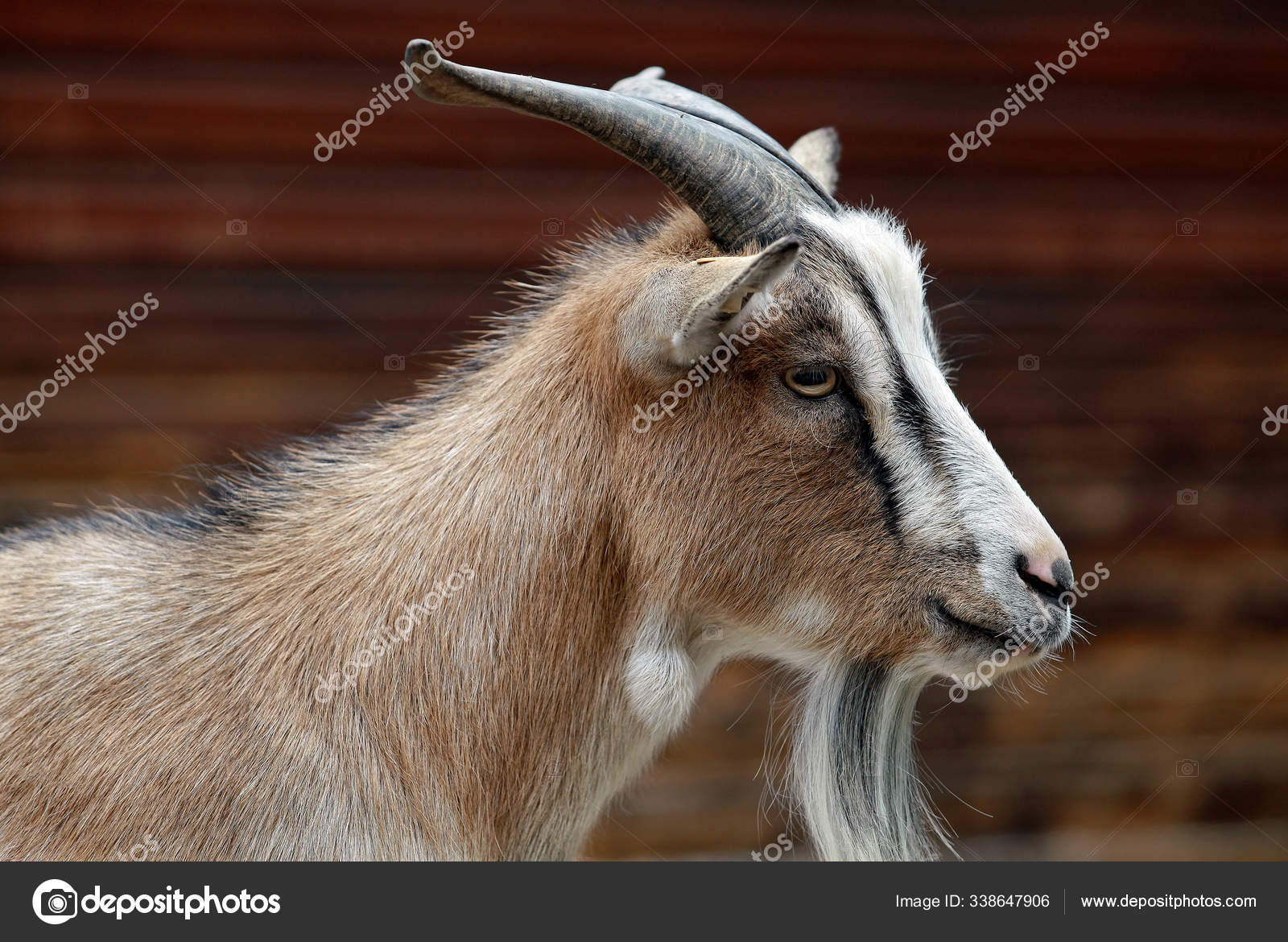 Billy chat goat 🐐 Goat