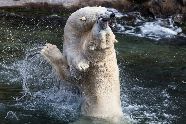 Weißer Eisbär Tiere Tierwelt — Stockfoto