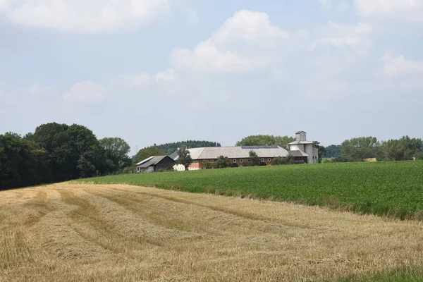 Weizen Mais Mais Feld Sommer Stroh Erntezeit Ernte — Stockfoto