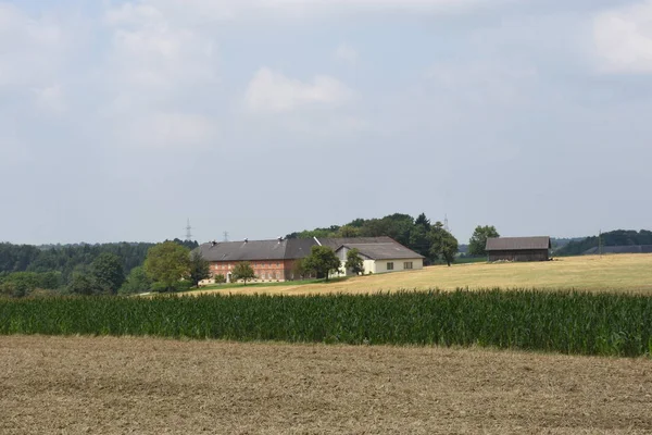 Grano Mais Mais Campo Estate Paglia Tempo Raccolta Raccolto — Foto Stock