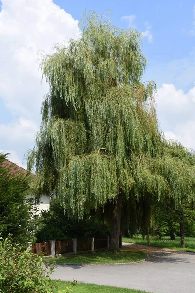 Willow Weeping Willow Tree Leaves Old Tree Village Square Stadlkirchen — Stock Photo, Image