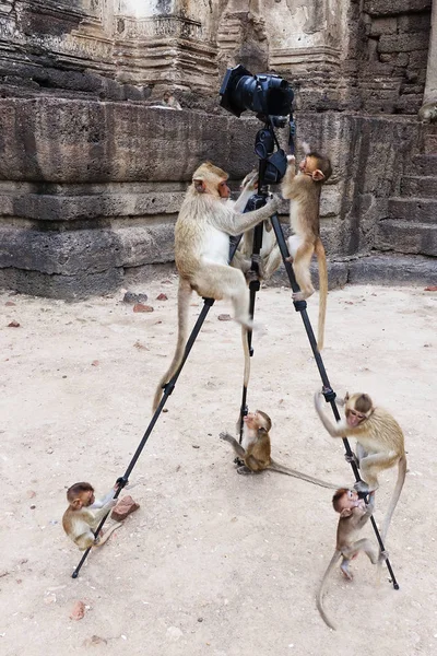 Fotos Engraçadas Com Macacos Subindo Tripé — Fotografia de Stock