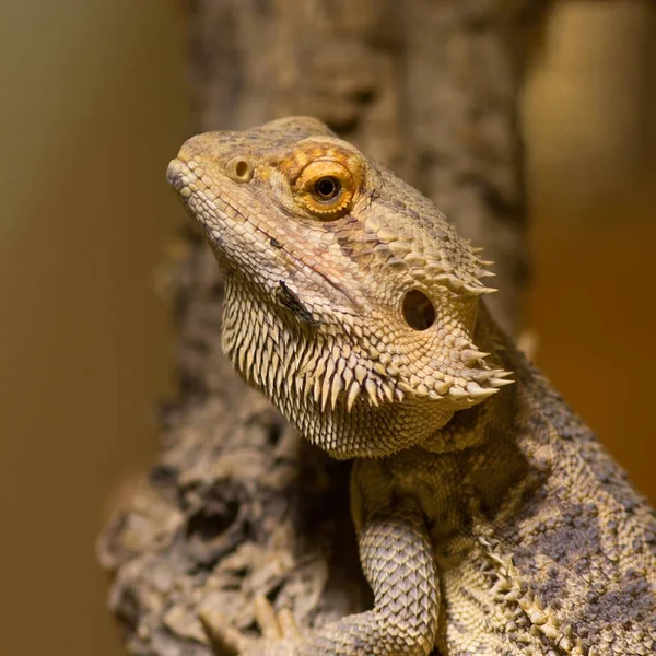 Dragão Barbudo Lagarto Exótico Reptiliano — Fotografia de Stock