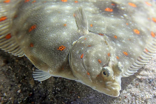 Scenic View Underwater World — Stock Photo, Image