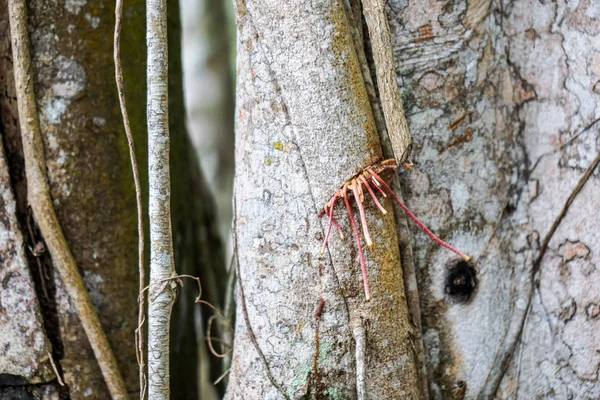 Banyan Tree Növekszik Trópusi Kubában — Stock Fotó