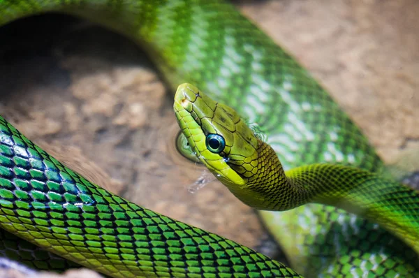 Serpent Rat Vert Queue Rouge Corps Enroulé — Photo