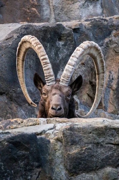 Ibex Animal Natureza Fauna — Fotografia de Stock