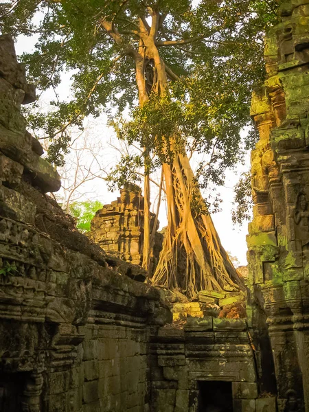 Foto Prohm Temple Angkor Camboya — Foto de Stock