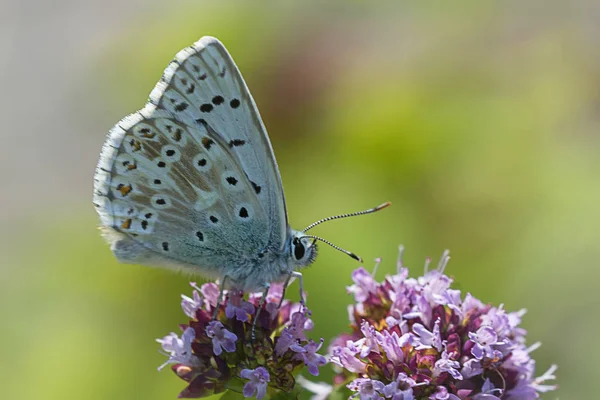 Merle Bleu Sur Fleur Concept Sauvagerie — Photo