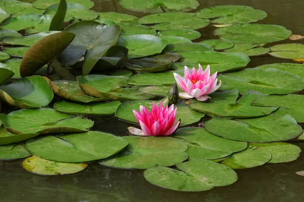 Água Lírio Flores Pétalas Lagoa Flora — Fotografia de Stock