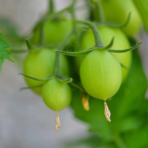 Πράσινες Ντομάτες Αφηρημένη Μακροεντολή — Φωτογραφία Αρχείου