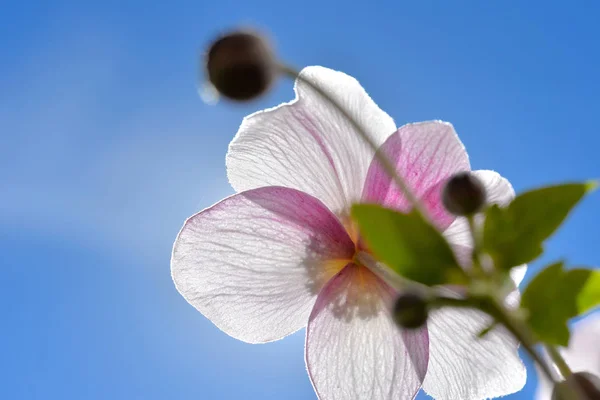 Blumen Hintergrund Sommer Rosa Abstrakt Licht Sonnenschein Makro — Stockfoto