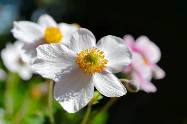 Kwiaty Tło Lato Różowy Abstrakcyjny Światło Słoneczne Makro — Zdjęcie stockowe