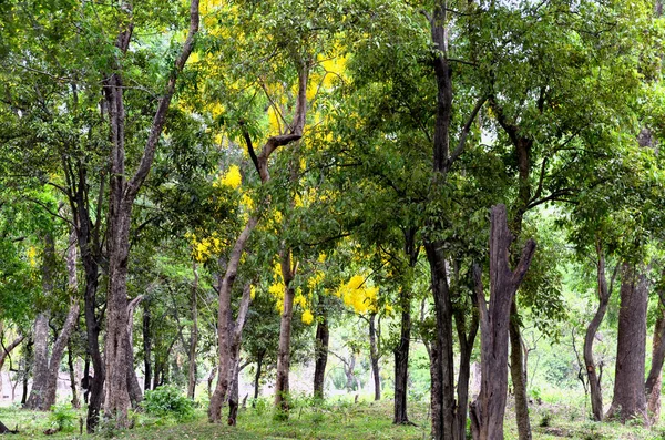 Beautiful Sandalwood Forest Marayoor Munnar Kerala India — Stock Photo, Image