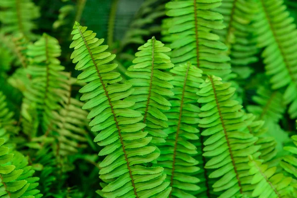Zelené Kapradinové Listy Zahradě — Stock fotografie