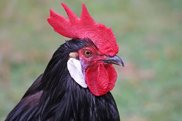Прожорливой Курицы — стоковое фото