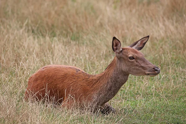 Red Deer Grass — Stock Photo, Image