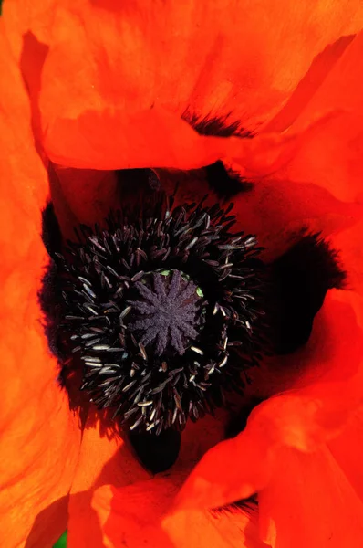 Flor Papoula Vermelha Papaver Rhoeas Com Pólen Pistilo — Fotografia de Stock