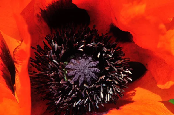 Květ Červeného Máku Papaver Rhoeas Pylem Pístem — Stock fotografie