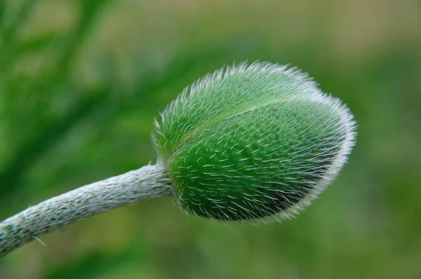 Knopp Rödvallmo Papaver Rhoeas — Stockfoto