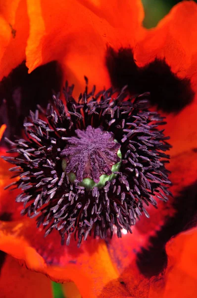 带有花粉和雌蕊的红罂粟花序 — 图库照片