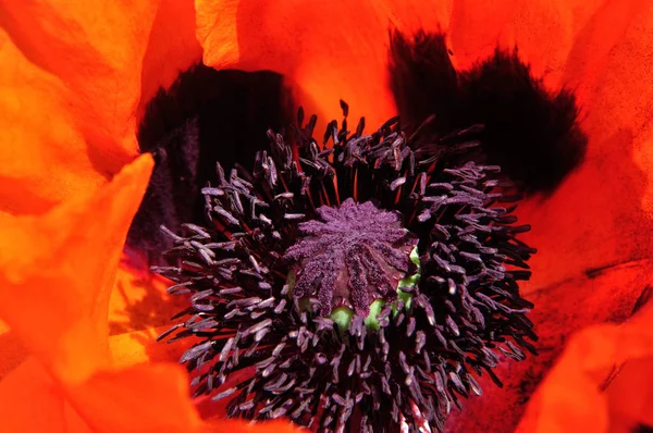带有花粉和雌蕊的红罂粟花序 — 图库照片