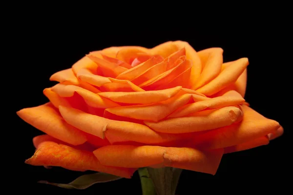 Imagen Cerca Una Rosa Naranja —  Fotos de Stock