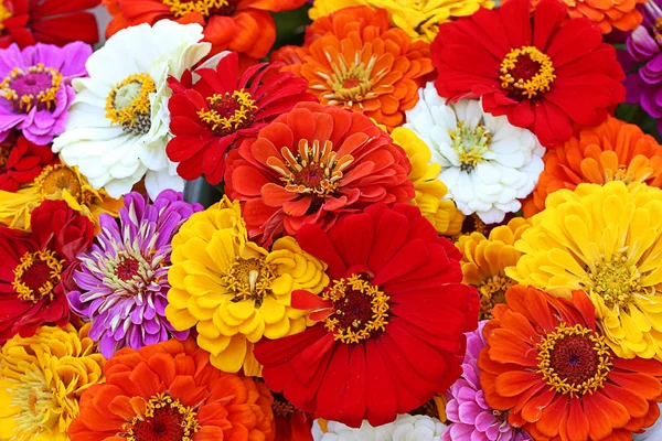 Färgglad Sommar Bukett Med Zinnias — Stockfoto