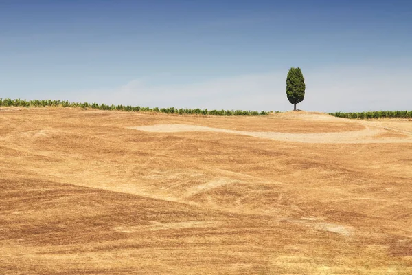 Peisaj Tuscana — Fotografie, imagine de stoc