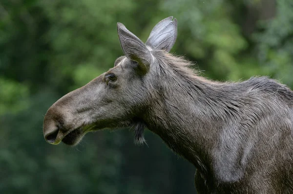 Porträttera Elchkuh Äng — Stockfoto