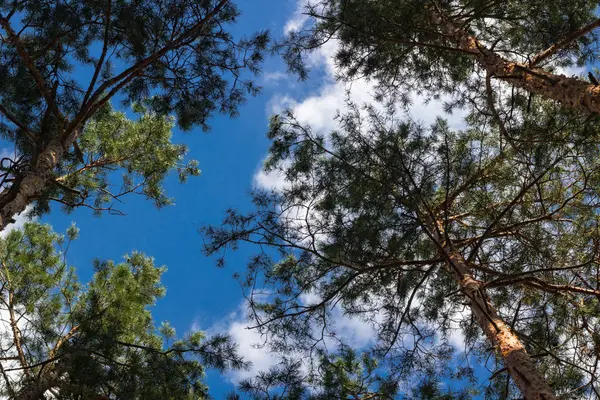 Kiefernstämme Spitzen Himmel Blick Nach Oben — Stockfoto