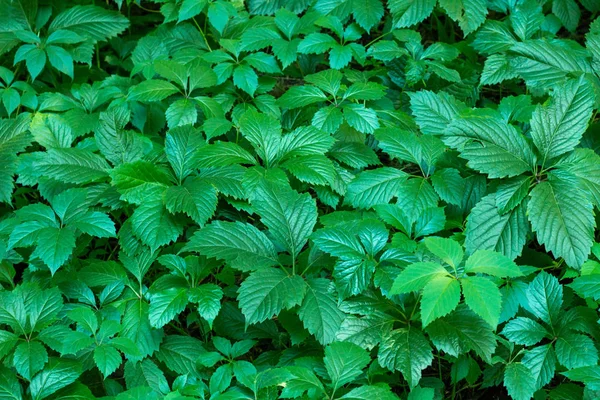Virginia Schlingpflanze Wilder Traubenhintergrund — Stockfoto