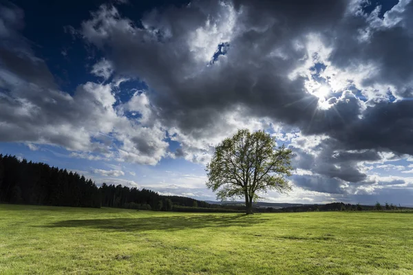 tree in front of dark clouds and sunny backlit,abziehendes storm over a field,landscapes,light grain,dark,bizarre clouds