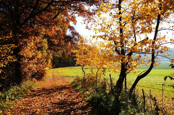 Wald Mit Gelben Bäumen Und Grünen Feldern — Stockfoto