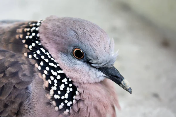 Acercamiento Cabeza Pájaro Luz Menudo —  Fotos de Stock