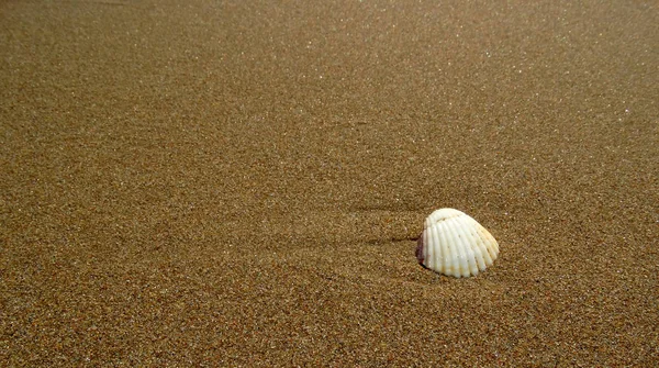 Muschell Στην Αμμώδη Παραλία — Φωτογραφία Αρχείου
