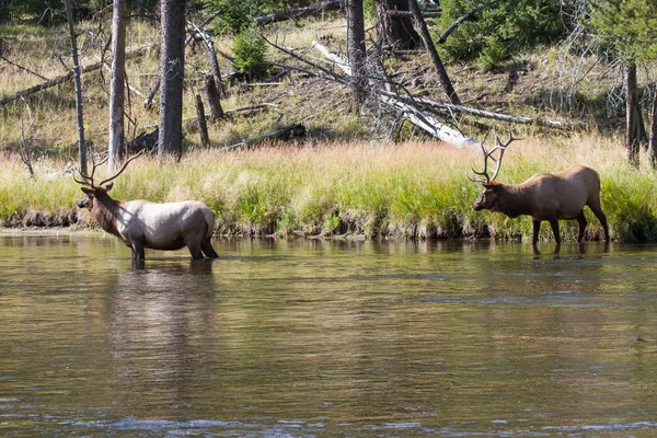 Zwei Wapiti Hirsche Waten Madison River — Stockfoto