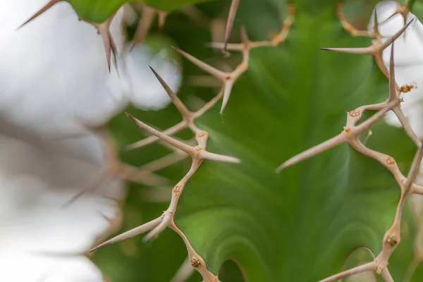 Obří Kaktus Skleníku Detail — Stock fotografie