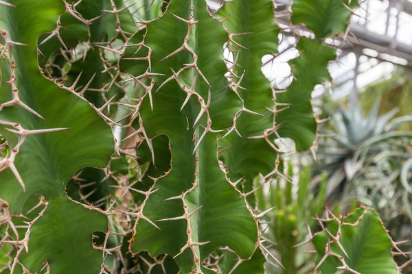 Cactus Plantas Exóticas Tropicales — Foto de Stock