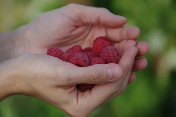 Handful Raspberry Woman Hand Closeup — Stock Photo, Image