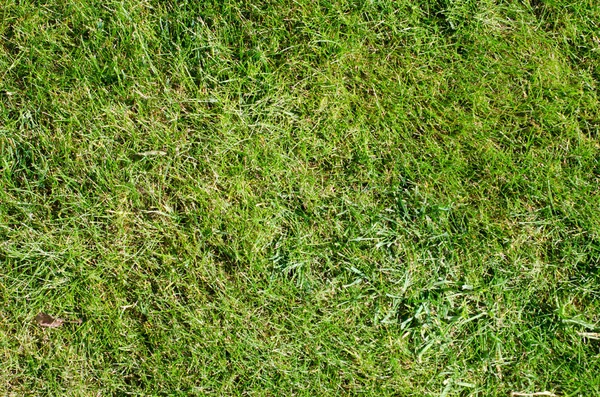 Background Fresh Green Grass — Stock Photo, Image