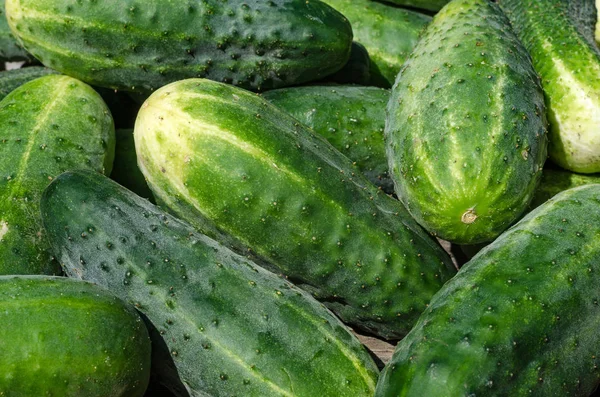 Cucumber Harvest Vegetables Late Summer Gardener — Stock Photo, Image