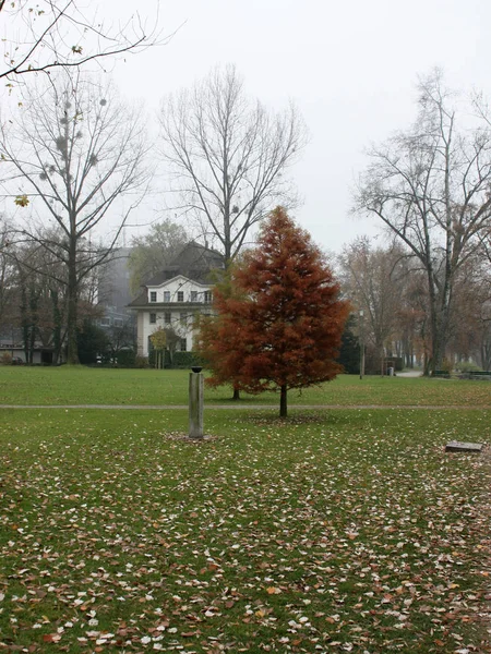 Ginger Eenzame Boom Een Park Herfst — Stockfoto