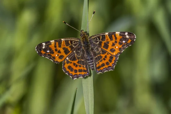 Vue Rapprochée Beau Papillon Coloré — Photo