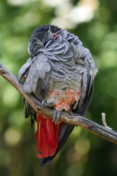 Vacker Utsikt Över Vacker Papegoja Fågel — Stockfoto