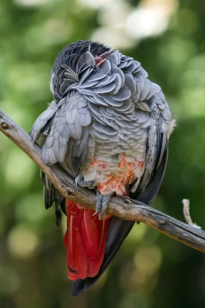 Trött Graupapagei Trött Afrikansk Grå Papegoja — Stockfoto