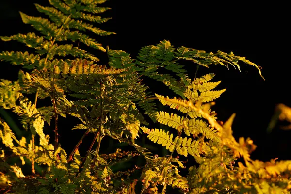 Schöne Landschaft Des Waldes — Stockfoto