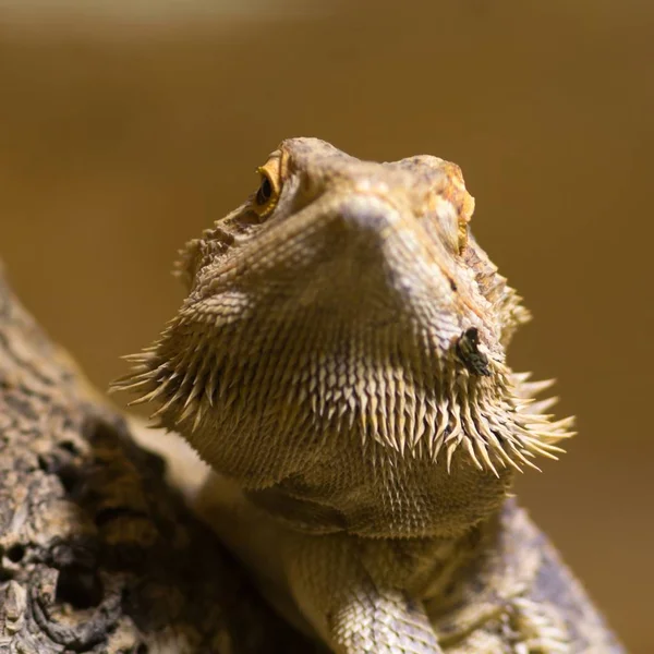 Skäggig Drake Exotisk Ödla Reptil — Stockfoto